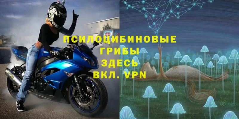 blacksprut ссылка  купить наркотик  Островной  Псилоцибиновые грибы Psilocybe 